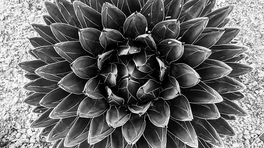 Joshua Lawton background image of desert cactus