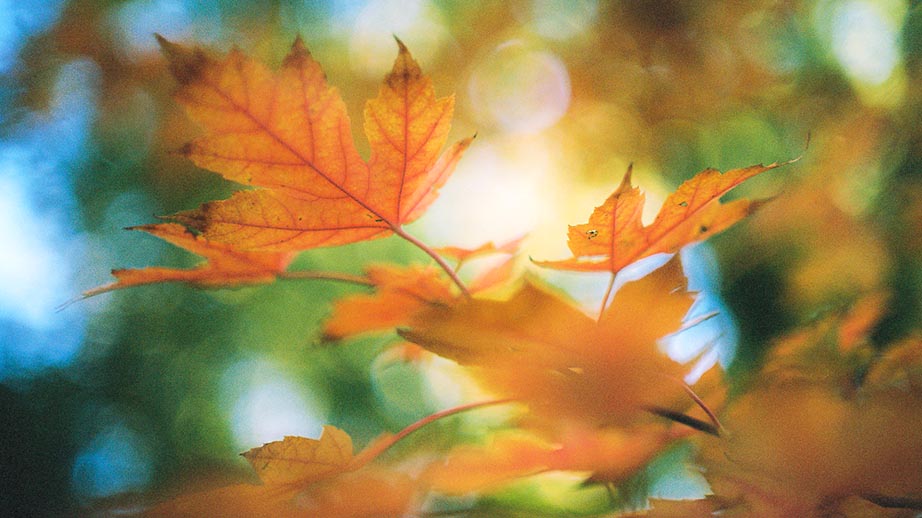 Joshua Lawton background image of fall colors